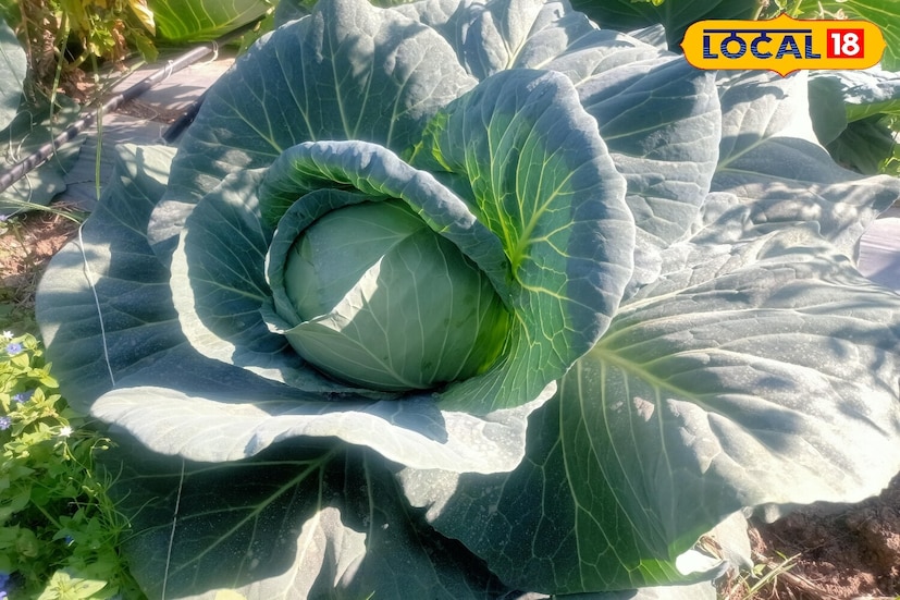 *প্রথমেই আসে বাঁধাকপি। বাঁধাকপি সবজি চাষ করার জন্য, মাটিতে এক সেন্টিমিটার গভীরে বীজ বপন করুন। দুটি গাছের মধ্যে দূরত্ব ৩০ থেকে ৪০ সেন্টিমিটার হওয়া উচিত। বাঁধাকপি সূর্যের আলো এবং ঠান্ডা আবহাওয়ায় দ্রুত বৃদ্ধি পায়। এই সবজিটি প্রায় দুই মাসের মধ্যে একেবারে খাওয়ার উপযোগী হয়।