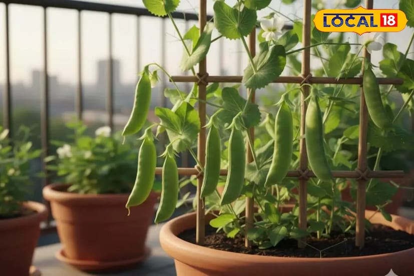 *শীতকালে মটর চাষ করা সহজ। বিশেষজ্ঞদের মতে, শীতকালে মটর ফলন করে। আবহাওয়া যত ঠান্ডা হয়, তত বেশি ফুল ফোটে এবং ফল ধরে। এটি বাড়িতে সহজেই চাষ করা যায়। মাটিতে ১ ইঞ্চি গভীরে বীজ রোপণ করুন। রোপণের পর, নিয়মিত জল দিন। ফল প্রায় ৫০ দিনের মধ্যে প্রস্তুত হয়ে যায়।