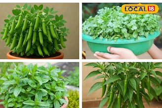 ছাদ বাগানে বাঁধাকপি-সহ শীতের ৫ সবজি উপচে পড়বে! বিশেষজ্ঞের ট্রিক জানুন, বাজার খরচ কমবে