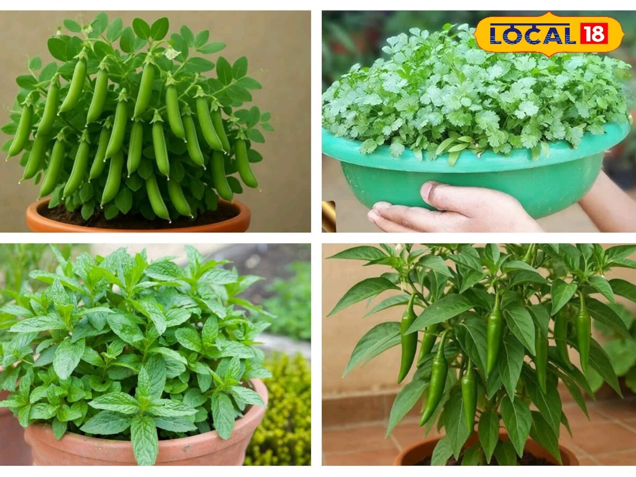 Gardening Tips: ছাদ-হেঁসেলের বাগানে বাঁধাকপি-সহ শীতের ৫ সবজি উপচে পড়বে! বিশেষজ্ঞের ট্রিক জানুন, বাজার খরচ কমবে