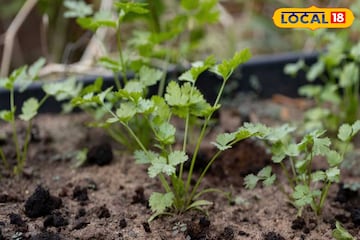 বাগান-ব্যালকনি-ছাদে ফলবে কাঁড়ি কাঁড়ি ধনেপাতা, ফলানোর সহজ উপায় মানলে এক আঁটিও কিনতে হবে না বাগান-ব্যালকনি-ছাদে ফলবে কাঁড়ি কাঁড়ি ধনেপাতা, ফলানোর সহজ উপায় মানলে এক আঁটিও কিনতে হবে না