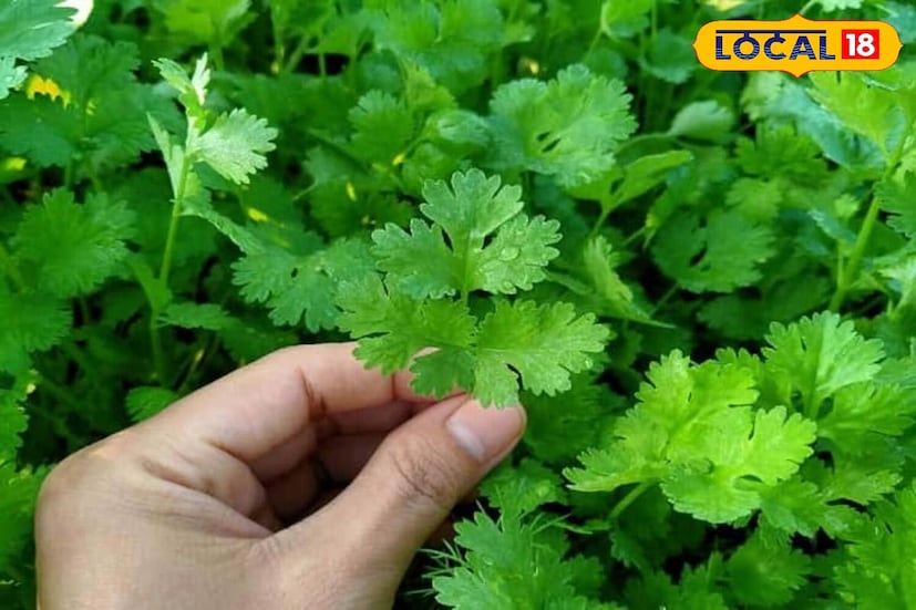 *ধনেপাতা বীজ একটি বড় পাত্রে রোপণ করুন, তাদের মধ্যে প্রায় ৬ ইঞ্চি ব্যবধান রাখুন। বীজের উপর মাটি চেপে আধা ইঞ্চি সূক্ষ্ম মালচের স্তর দিয়ে ঢেকে দিন। ভালোভাবে এবং সময়মতো জল দিন। বাজারের মানের ধনেপাতা আপনার বাড়িতেই জন্মাতে শুরু করবে।