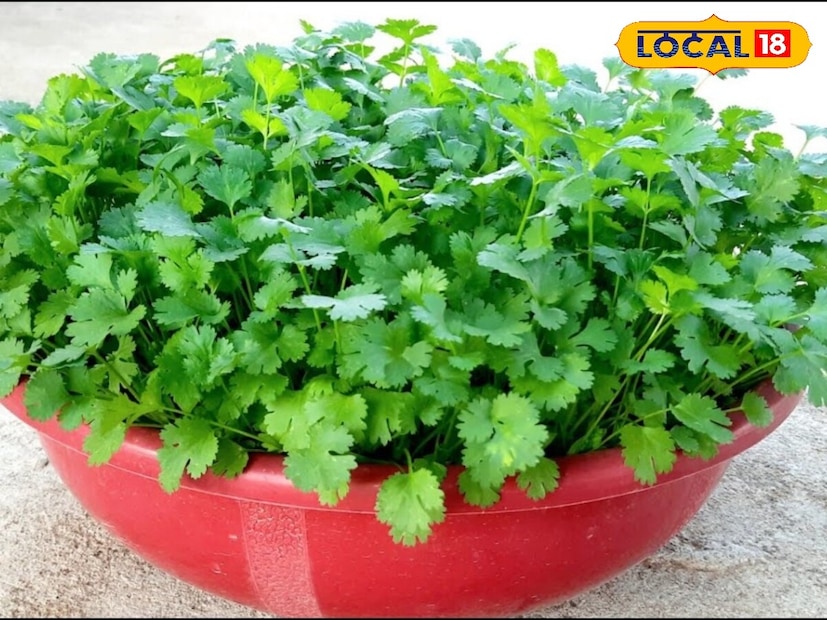 *ধনেপাতার অঙ্কুরোদগম হতে ২ থেকে ৩ সপ্তাহ সময় লাগে। ছোট গাছগুলিকে ২০ সেন্টিমিটার দূরত্বে লাগাতে ভুলবেন না, যাতে তারা তাদের পূর্ণ আকারে বৃদ্ধি পেতে পারে। ধনের পরিমাণ বাড়ানোর জন্য, নিয়মিত নরম কাণ্ড কেটে ফেলুন, এতে ধনের ফলন ভাল হবে।