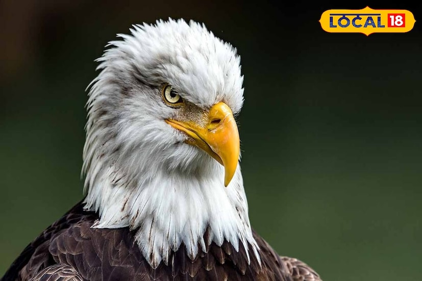 পণ্ডিত কল্কি রাম ব্যাখ্যা করেন যে, বাস্তুশাস্ত্র অনুসারে, দক্ষিণ দিকের সঙ্গে সম্পর্কিত কিছু নিয়ম মেনে চললে অত্যন্ত শুভ ফল পাওয়া যায়। হিন্দু ধর্মীয় বিশ্বাস অনুসারে, দক্ষিণ দিকে গরুড়ের মূর্তি স্থাপন করা অত্যন্ত শুভ বলে বিবেচিত হয়। এটি করলে ঘরে সমৃদ্ধি, স্থিতিশীলতা এবং সুখ আসে। তদুপরি, এই দিকটি নেতিবাচক শক্তি দূর করে এবং ইতিবাচক শক্তি সঞ্চার করে।