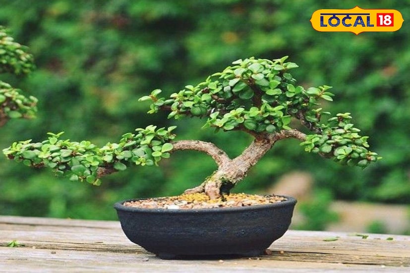 বাস্তুশাস্ত্র অনুসারে, আপনার শোবার ঘরে বা ড্রয়িং রুমে দক্ষিণ-পূর্ব দিকে একটি জেড গাছ স্থাপন করা অত্যন্ত শুভ বলে বিবেচিত হয়। দক্ষিণ-পূর্ব দিকটিকে আগুন এবং সম্পদের দিক হিসাবে বিবেচনা করা হয় এবং সেখানে একটি জেড গাছ স্থাপন করলে ধন, সমৃদ্ধি এবং আর্থিক স্থিতিশীলতা বৃদ্ধি পায়। এই গাছটি অর্থের প্রবাহের পথ খুলে দেয় বলে বিশ্বাস করা হয়।