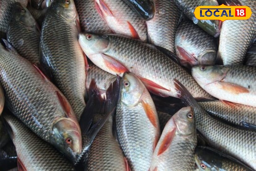 বাজারে আর যে মাছটি যথেচ্ছ পাওয়া যায় আবার উপকারীও বটে, তা হল রুই মাছ! রুই মাছ সহজেই পাওয়া যায় এবং ছোট থেকে বড়, বাচ্চা থেকে বুড়ো সকলেই এটি খেতেও খুব পছন্দ করেন।