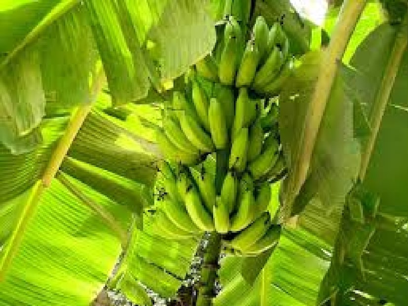 স্থানীয় কৃষি বিশেষজ্ঞ অসীম বর্মন বলেন, এই কলা গাছটি এক বিশেষ প্রজাতির কলাগাছ। স্থানীয় ভাষায় হাজারী কলা নামেও এই গাছ পরিচিত। তবে এর আগে জেলাতে এই ধরনের কলাগাছ লাগিয়ে তাতে এত বড় কলার কাঁদি ফলাতে পারেনি কেউই। এই গলার স্বাদ করা মিষ্টি এবং আকারে ছোট হয়।