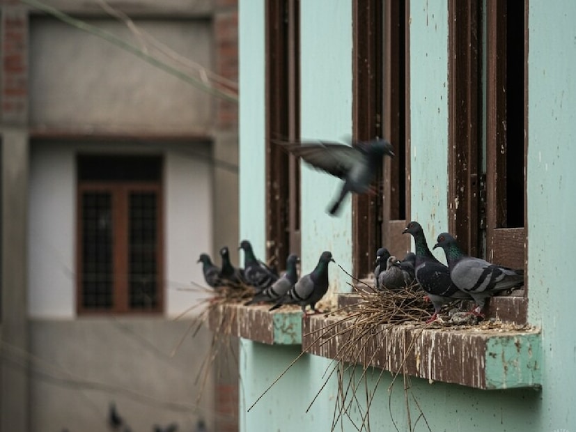 ৩. বারান্দা পরিষ্কার রাখুন, খাদ্যের উৎস সরিয়ে দিনযেখানে খাবার পায়, পায়রা সেখানে বারবার ফিরে যায়। টবে বীজ ছড়িয়ে থাকা, খাবারের কণা, শুকনো পাতা—সবই তাদের আকর্ষণ করে। তাই নিয়মিত ঝাড়ু দিন এবং বারান্দায় খোলা খাবার রাখবেন না।