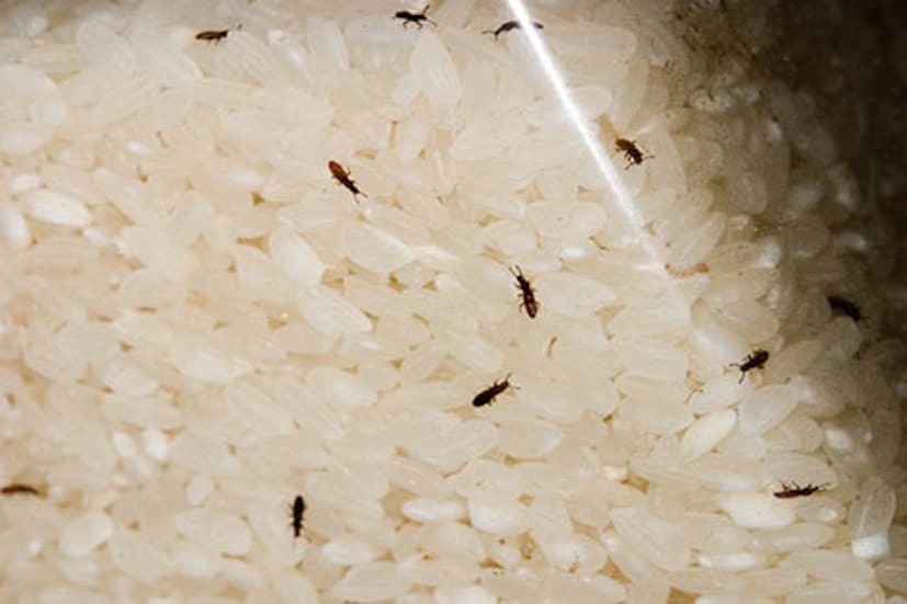 অনেক সময়ই দেখা যায় রান্নাঘরে চাল রাখার পাত্রের গা বেয়ে বেয়ে উঠে আসছে কালো কালো গা ঘিনঘিনে পোকা । ছোট ছোট কালো পোকামাকড়গুলিকে চালের শীষ কামড়ে ধরে থাকতেও দেওয়া যায়।