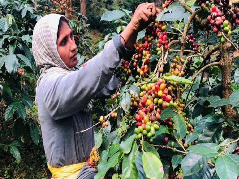 কর্নাটকের আর এক পাহাড়ি জনপদও কফির জন্য বিখ্যাত। কুর্গকে ভারতের কফি রাজধানী বলা হয়। ‘অ্যারবিকা’ এবং ‘রোবাস্টা’ দুই ধরনের কফি বীজের চাষ হয় এখানে। কুর্গকেও কফি বাগান ঘুরে দেখার সুযোগ রয়েছে। কফিপ্রেমীদের জন্য এই স্থানও স্বর্গরাজ্য। প্রাকৃতিক সৌন্দর্যেও এই পাহাড়ি শহর কম যায় না। কুর্গকে ভারতের স্কটল্যান্ড বলা হয়। 