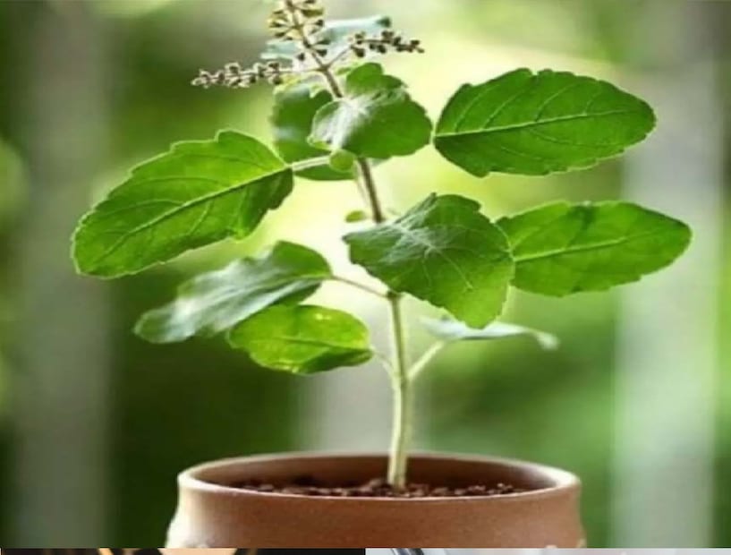 তুলসী গাছের মাটি হালকা খুঁড়ে এই তরল সার ঢেলে দিন। এতে মাটিতে আদ্রতা বজায় থাকবে এবং গাছ পর্যাপ্ত পুষ্টি পায়।