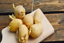 আলুতে অঙ্কুর গজিয়েছে, সবুজ দাগ, এই আলু কিন্তু ভুলেও খাবেন না, কারণ জানালেন চিকিৎসক