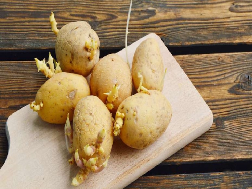 অতিরিক্ত সোলানিন শরীরে ঢুকলে বিষক্রিয়া হতে পারে। এর লক্ষণগুলির মধ্যে রয়েছে ডায়রিয়া, বমি, পেটব্যথা, মাথাব্যথা, দুর্বলতা ও মাথা ঘোরা। গুরুতর ক্ষেত্রে এটি স্নায়ুতন্ত্রের উপরও প্রভাব ফেলতে পারে এবং মৃত্যুর ঝুঁকি পর্যন্ত রয়ে যায়।