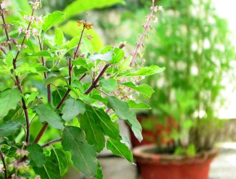 গাছে বেশি জল দেবেন না। এতে মাটিতে জল জমে থাকে এবং শিকর পযে যায়। শীতে ঠান্ডা বাতাস আর শিশির থেকে তুলসী গাছকে বাঁচিয়ে রাখুন। তুলসী গাছ যখন বাড়বে, তখন কুঁড়িগুলো তুলে ফেলুন। না নইলে পাতা হলদেটে হয়ে যাবে। 