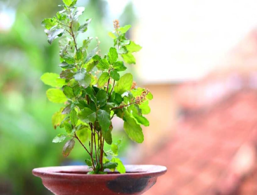 তুলসী গাছ ঠান্ডা আবহাওয়া সহ্য করতে পারে না! কাজেই বাড়ির যেখানে রোদ আসে, সেরকম কোনও জায়গায় তুলসী গাছ রাখুন! 