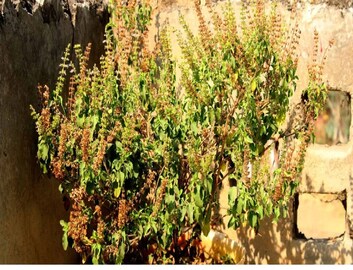 শীতে তুলসী গাছ শুকিয়ে যায়, কফি আর নুন-এর ম্যাজিকেই তরতাজা হবে তুলসী পাতা, জেনে নিন পদ্ধতি