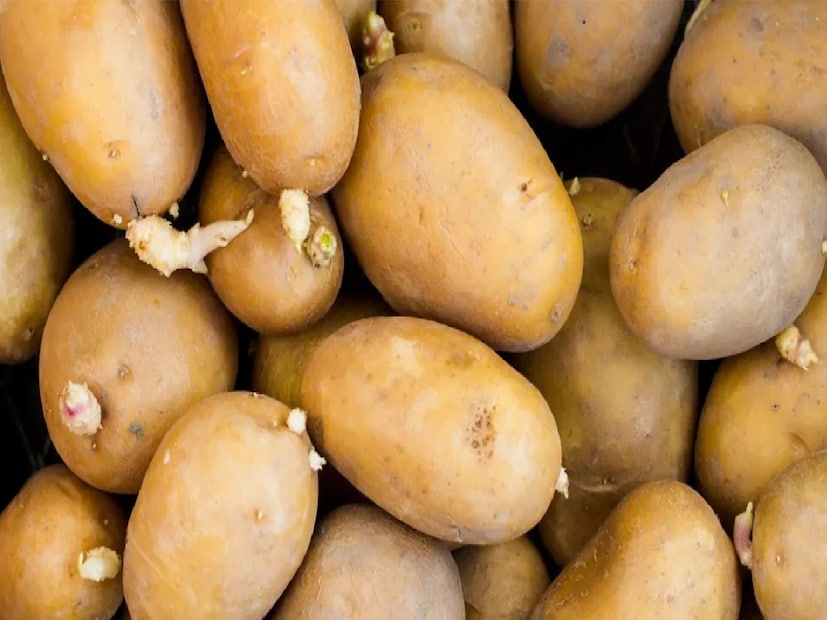 নগর বালিয়ার সরকারি আয়ুর্বেদিক হাসপাতালের মেডিক্যাল অফিসার ডাঃ বন্দনা উপাধ্যায় বলেন, “যদি আলুতে সামান্য অঙ্কুর বার হয় এবং সবুজ দাগ না থাকে, তবে তা ব্যবহার করা যেতে পারে। তবে অঙ্কুর এবং তার আশপাশের অংশ কেটে ফেলে দিতে হবে।”