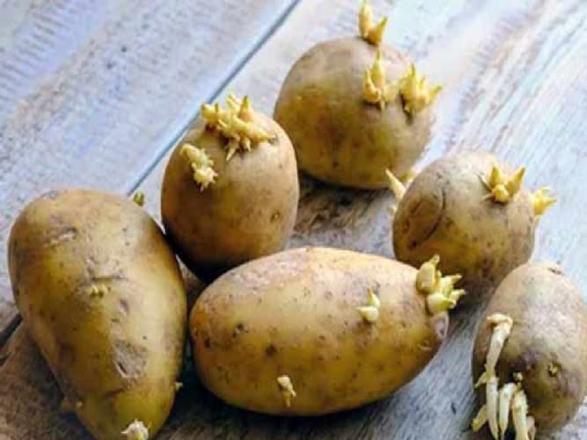আলু সেই জায়গাতেই রাখুন, যে জায়গাটি ঠান্ডা, শুকনো এবং বাতাস চলাচল করে। কখনও ফ্রিজে রাখবেন না, কারণ ফ্রিজের অতিরিক্ত আর্দ্রতার ফলে আলুতে দ্রুত অঙ্কুর গজায়।
