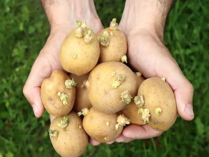 আর্দ্রতা বা দীর্ঘ সময় ধরে গরমে থাকার ফলে আলুতে অঙ্কুর গজাতে শুরু করে। আলুতে থাকা শর্করা ও পুষ্টিগুণ ব্যবহার করে এই অঙ্কুরগুলি বাড়তে থাকে। অঙ্কুরিত হওয়ার সঙ্গে সঙ্গে আলুর ভিতরে সোলানিন নামক এক ধরনের বিষাক্ত উপাদান তৈরি হয়, যা স্বাস্থ্যের জন্য অত্যন্ত ক্ষতিকর। আর্দ্রতা বা দীর্ঘ সময় ধরে গরমে থাকার ফলে আলুতে অঙ্কুর গজাতে শুরু করে। আলুতে থাকা শর্করা ও পুষ্টিগুণ ব্যবহার করে এই অঙ্কুরগুলি বাড়তে থাকে। অঙ্কুরিত হওয়ার সঙ্গে সঙ্গে আলুর ভিতরে সোলানিন নামক এক ধরনের বিষাক্ত উপাদান তৈরি হয়, যা স্বাস্থ্যের জন্য অত্যন্ত ক্ষতিকর।