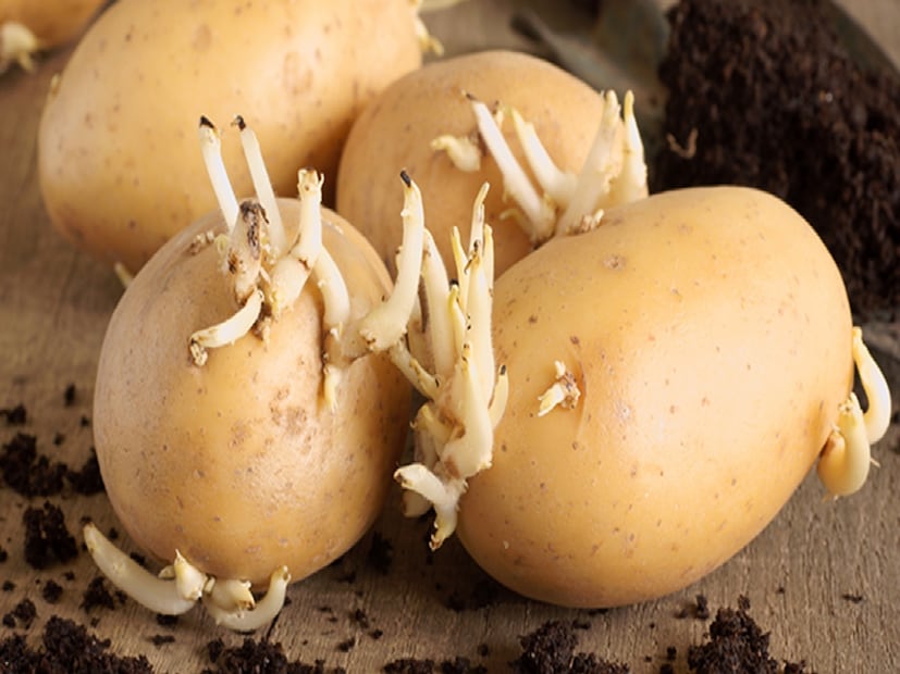 এছাড়াও, আলু রান্নার আগে ভালভাবে খোসা ছাড়িয়ে ধুয়ে নিতে হবে। যদি আলুতে অতিরিক্ত সবুজ দাগ থাকে, দুর্গন্ধ ছড়ায় বা খুব নরম হয়ে যায়, তাহলে সে-সব আলু একেবারেই খাবেন না।