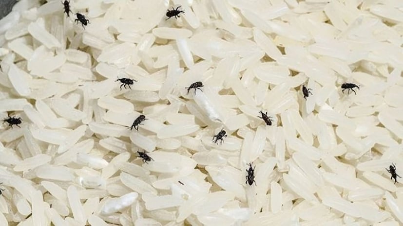 আসলে সঠিকভাবে চাল সংরক্ষণ করলে পোকামাকড় দূর হতে পারে মুহূর্তের মধ্যে। খালি মেনে চলতে হবে নির্দিষ্ট পরামর্শ। আসুন এই বিষয়ে কিছু বিশেষ কার্যকরী টিপস শিখি আজ বিশেষজ্ঞদের কাছে।