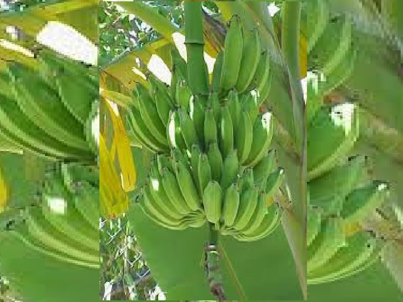 সরকারি চাকরি থেকে অবসর নেওয়ার পর গাছপালার প্রতি আগ্রহ আরও বেড়েছে তাঁর। সেই অভিজ্ঞতা থেকেই পরিবারের সূত্রে শেখা পদ্ধতিতে তিনি পরিচর্যা করে তুলেছেন এই অনন্য কলা গাছটি। ইতিমধ্যেই গাছের শিকড় থেকে নতুন কলাগাছের জন্ম হয়েছে, যা ভবিষ্যতে একই ধরনের ফলন দেবে বলে আশাবাদী তিনি।