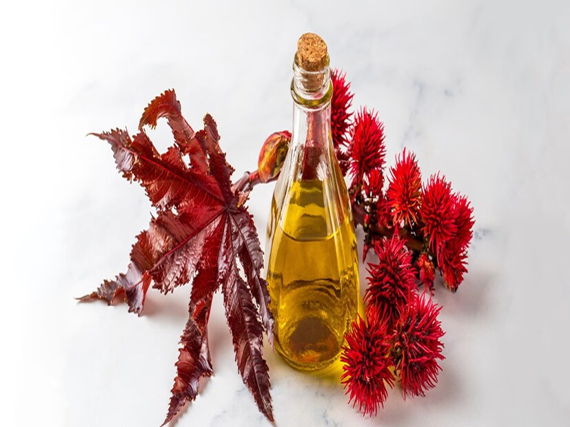 কীভাবে ব্যবহার করবেন? সমান পরিমাণ ক্যাস্টর অয়েল ও নারকেল তেল (প্রতিটি ২ টেবিল চামচ) মিশিয়ে নিন। মিশ্রণটি হালকা গরম করে মাথার ত্বকে লাগান, বিশেষ করে টাকের জায়গায়। আঙুলের ডগায় হালকা করে গোলাকারভাবে ম্যাসাজ করুন, যাতে তেল ভালভাবে শোষিত হয়। সারারাত অথবা অন্তত এক ঘণ্টা রেখে শ্যাম্পু দিয়ে ধুয়ে ফেলুন। সপ্তাহে দু’বার এই তেল ব্যবহার করুন।