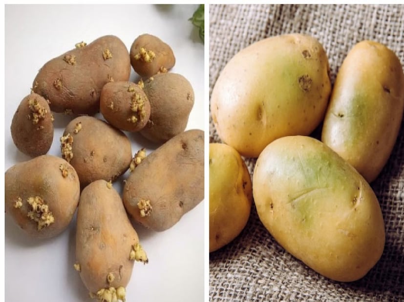 অঙ্কুরিত আলু খাওয়া স্বাস্থ্যের জন্য ক্ষতিকর। সামান্য অঙ্কুর গজানো আলু যদিও বা বুঝেশুনে খেতে পারেন, কিন্তু বেশি অঙ্কুর গজানো আলু এবং সেই আলু যদি সবুজ হয়ে যায়, তবে তা একেবারেই খাবেন না। 