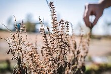 শীতে তুলসী গাছ শুকিয়ে যায়, কফি আর নুন-এর ম্যাজিকেই তরতাজা হবে তুলসী পাতা, জেনে নিন পদ্ধতি