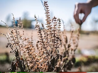 শীতে তুলসী গাছ শুকিয়ে যায়, কফি আর নুন-এর ম্যাজিকেই তরতাজা হবে তুলসী পাতা, জেনে নিন পদ্ধতি