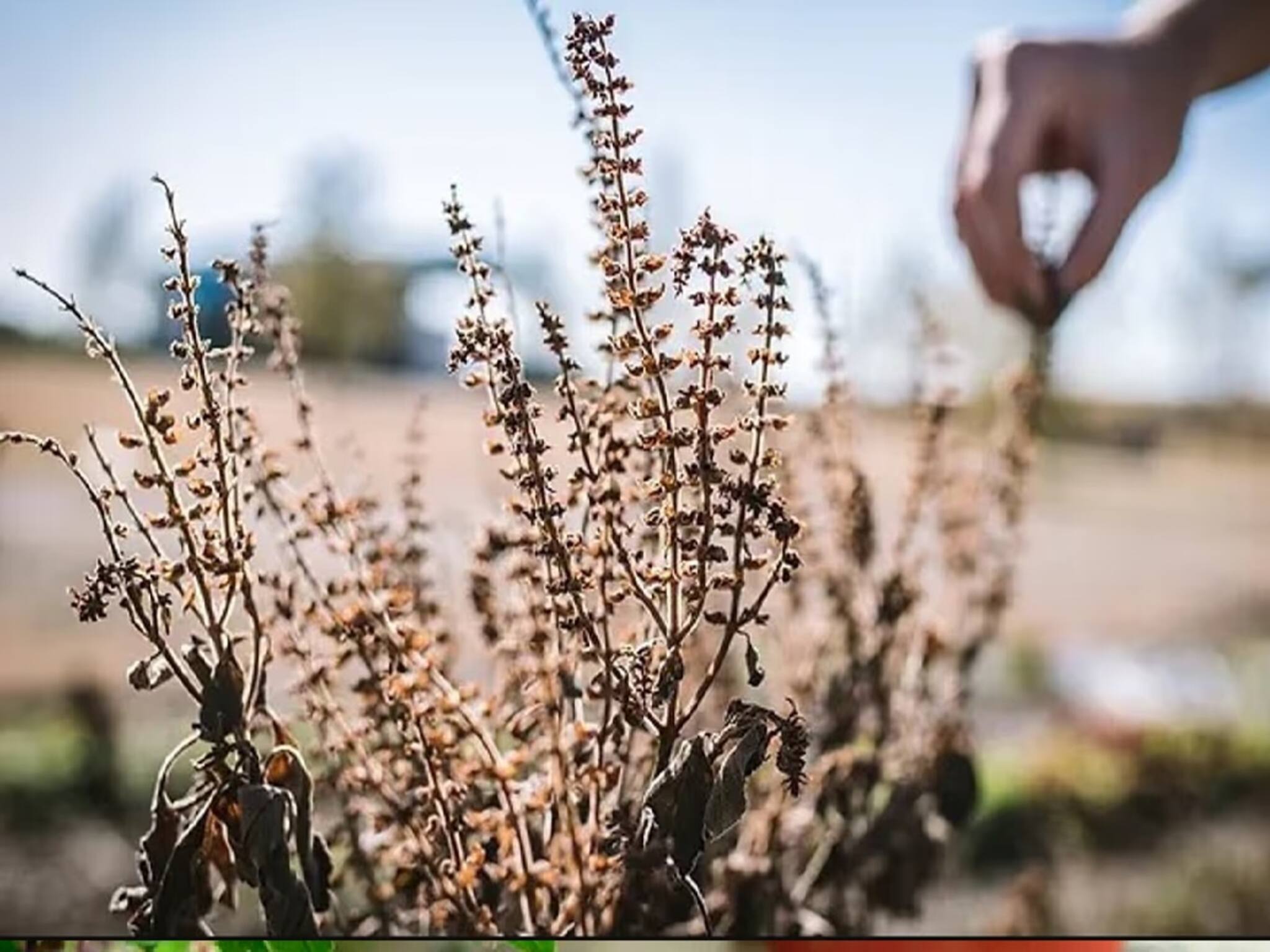Tulsi Care Tips: শীতে তুলসী গাছ শুকিয়ে যায়, কফি আর নুন-এর ম্যাজিকেই তরতাজা হবে তুলসী পাতা, জেনে নিন পদ্ধতি