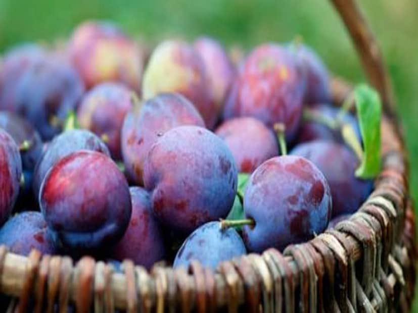 অধ্যাপক তিওয়ারি আরও বলেন, সকালে আলুবোখরা খাওয়া অত্যন্ত উপকারী। এই ফল খেলে সারাদিন শরীরে এনার্জি থাকবে তুঙ্গে। এছাড়াও সন্ধ্যার দিকে শুষ্ক প্লাম খাওয়া স্বাস্থ্যের জন্য অত্যন্ত ভাল।