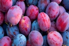 Plum Health Benefits: প্লাম বলুন বা আলুবোখরা, সব বাজারেই সহজলভ্য! উপকার শুনলে মাথা ঘুরে যাবে! রইল বিশেষজ্ঞের মত