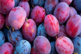 প্লাম বলুন বা আলুবোখরা, সব বাজারেই সহজলভ্য! উপকার শুনলে মাথা ঘুরে যাবে! রইল বিশেষজ্ঞের মত