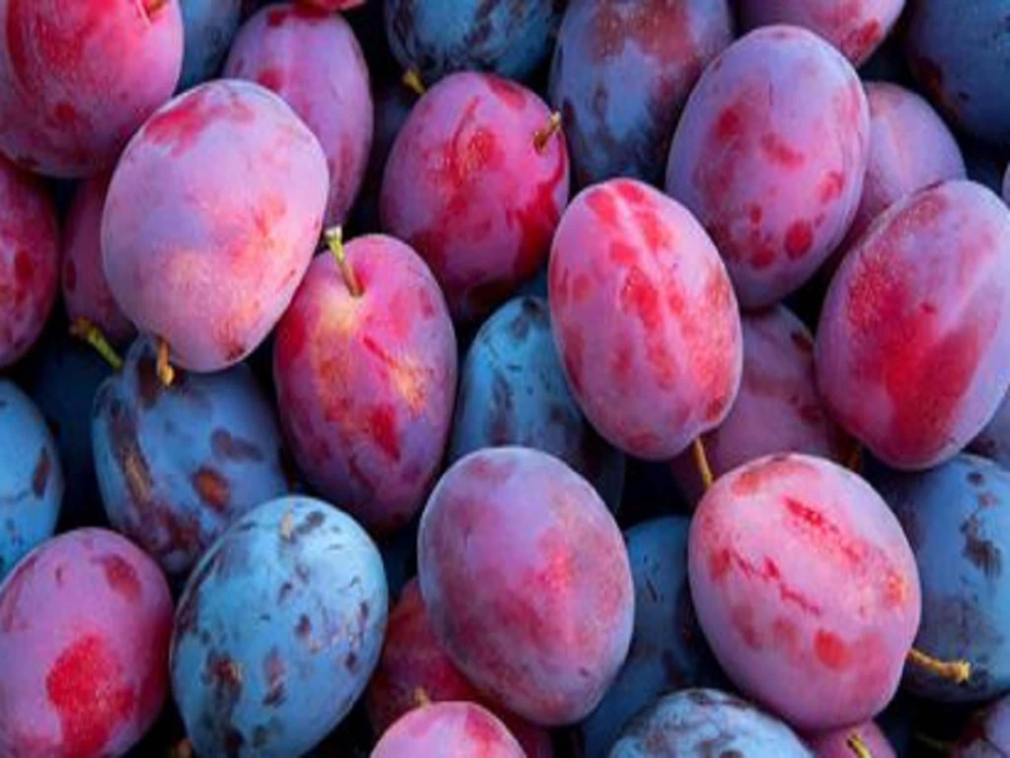 Plum Health Benefits: প্লাম বলুন বা আলুবোখরা, সব বাজারেই সহজলভ্য! উপকার শুনলে মাথা ঘুরে যাবে! রইল বিশেষজ্ঞের মত