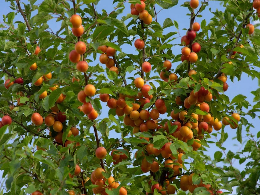 উত্তরাখণ্ডের নৈনিতালের ডিএসবি কলেজের উদ্ভিদবিদ্যা বিভাগের অধ্যাপক ড. ললিত তিওয়ারি লোকাল ১৮-এর সঙ্গে এক বিশেষ আলাপচারিতায় বলেছিলেন যে, পাহাড়ি এলাকায় প্রাপ্ত এই ফলকে প্লাম এবং আলুবোখরা নামেও ডাকা হয়ে থাকে। আমেরিকায় এই ফল অত্যন্ত জনপ্রিয়। ইউরোপেও প্রচুর পরিমাণে মেলে প্লাম বা আলুবোখরা। ভারতের উত্তরাখণ্ড, হিমাচল এবং পঞ্জাবের কিছু এলাকায় ফলে প্লাম।