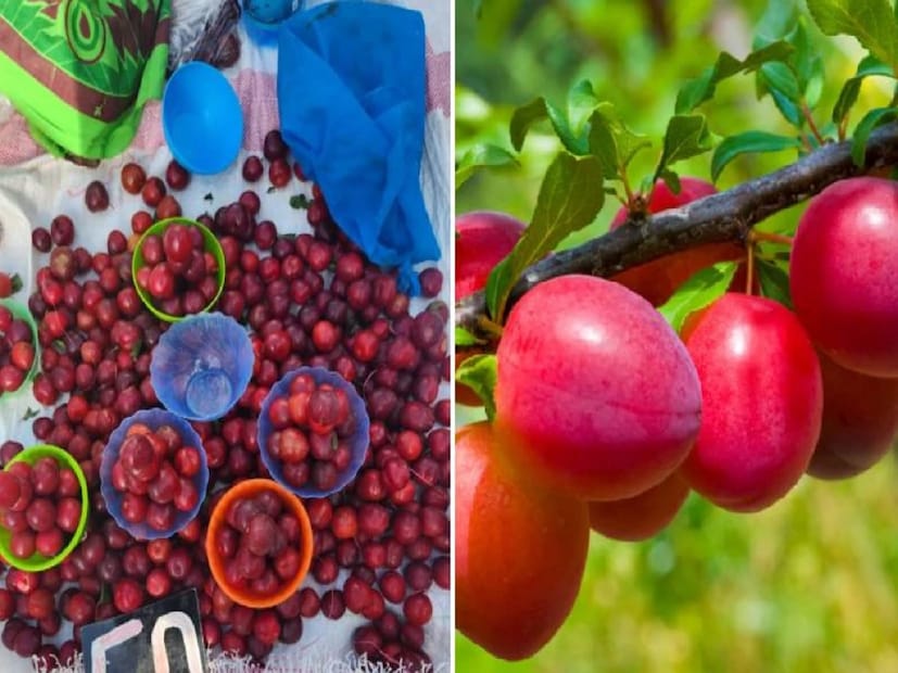 আসলে এখানে উত্তরাখণ্ডের পাহাড়ি এলাকায় প্রাপ্ত প্লাম বা আলুবোখরার কথা বলা হচ্ছে। উত্তরাখণ্ডের নৈনিতাল জেলার রামগড় ফলের বাজারের ফল ভীষণই বিখ্যাত। এখানে নানা ধরনের মরশুমী ফলের দেখা মেলে। এর মধ্যে অন্যতম হল প্লাম বা আলুবোখরা। এখন সারা দেশেই মেলে। কলকাতার বাজারে শীতকালে পাওয়া যায় আলুবোখরা। 