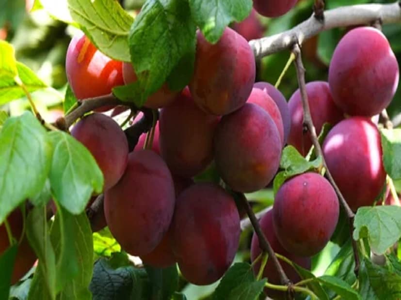 উত্তরাখণ্ডের পার্বত্য এলাকায় এমন অনেক ফল হয়, যেগুলো শুধু স্বাদেই অসাধারণ নয়, শরীরের জন্যও অত্যন্ত উপকারী। আজকের প্রতিবেদনে আমরা এমনই একটি ফলের কথা বলতে চলেছি। যা একাধিক রোগের প্রতিষেধক।