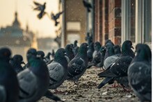 আপনার ফ্ল্যাটের বারান্দায় পায়রার উপদ্রব! প্রাকৃতিক উপায়ে এখনই মুশকিল আসান...শিখুন সহজ কৌশল