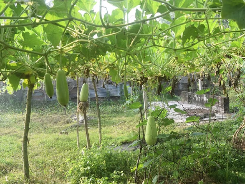 স্বাদবদল করতে বানাতে পারেন লাউ পাতার ভর্তা। রইল প্রণালি-- উপকরণ-- লাউ পাতা: ৪টি, কাঁচা লঙ্কা: ৩টি, শুকনো লঙ্কা: ৩টি, পেঁয়াজ কুচি: এক চা চামচ, রসুন কুচি: এক চা চামচ নুন: পরিমাণ মতো, প্রণালি-- প্রথমে লাউ পাতাগুলি গরম জলে ভাপিয়ে নিন। পাতা সেদ্ধ হয়ে নরম হয়ে এলে নামিয়ে নিন।