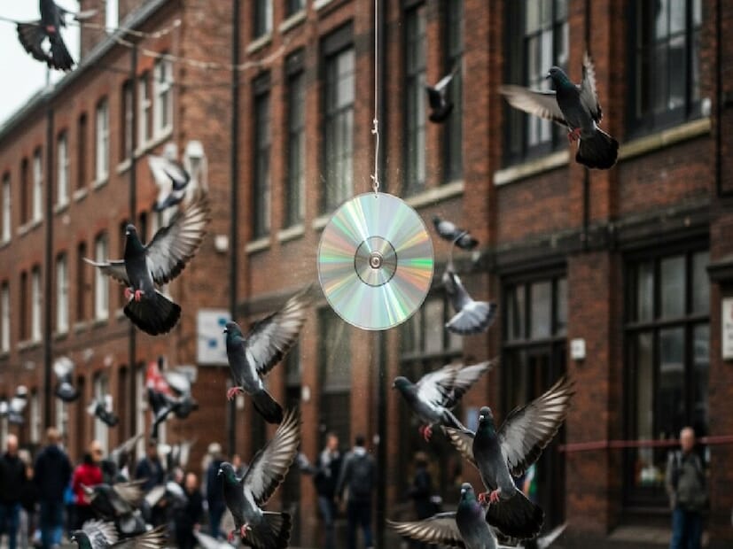 ১. চকচকে প্রতিফলিত জিনিস ঝুলিয়ে দিনপায়রা ঝলমলে আলো বা হঠাৎ প্রতিফলন পছন্দ করে না। বারান্দায় পুরোনো সিডি, অ্যালুমিনিয়াম ফয়েলের ফিতা বা রিফ্লেকটিভ রিবন ঝুলিয়ে দিলে রোদে ঝলক তৈরি হয়, যা পায়রাকে সেখানে বসতে বাধা দেয়।