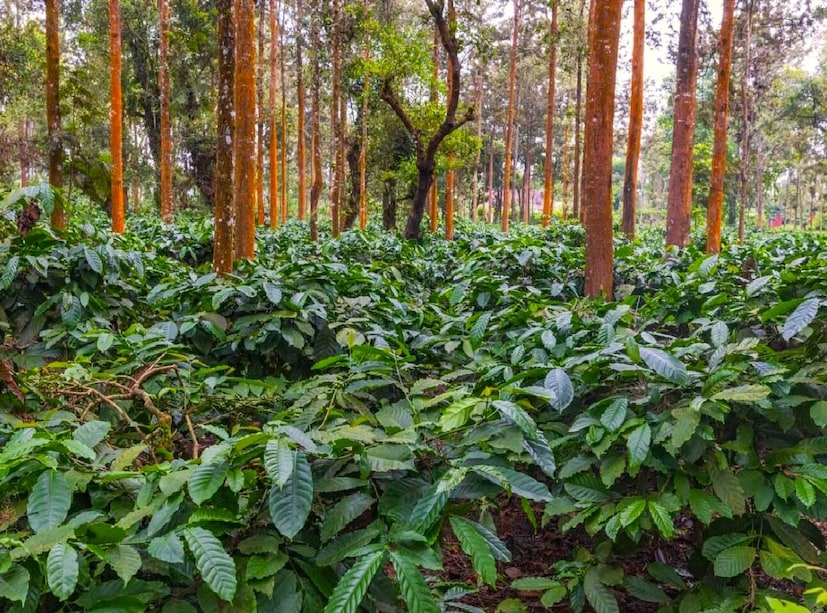 কেরলের শৈল শহর মুন্নার জনপ্রিয় পর্যটন স্থল। এখানে চা এবং কফি উভয়ই উৎপাদন হয়। চা বাগানের পাশাপাশি একাধিক কফি বাগানও রয়েছে এখানে। ৫,২০০ ফুট উচ্চতার এই পর্যটন কেন্দ্রে সারা বছর হাল্কা শীত অনুভূত হয়। 