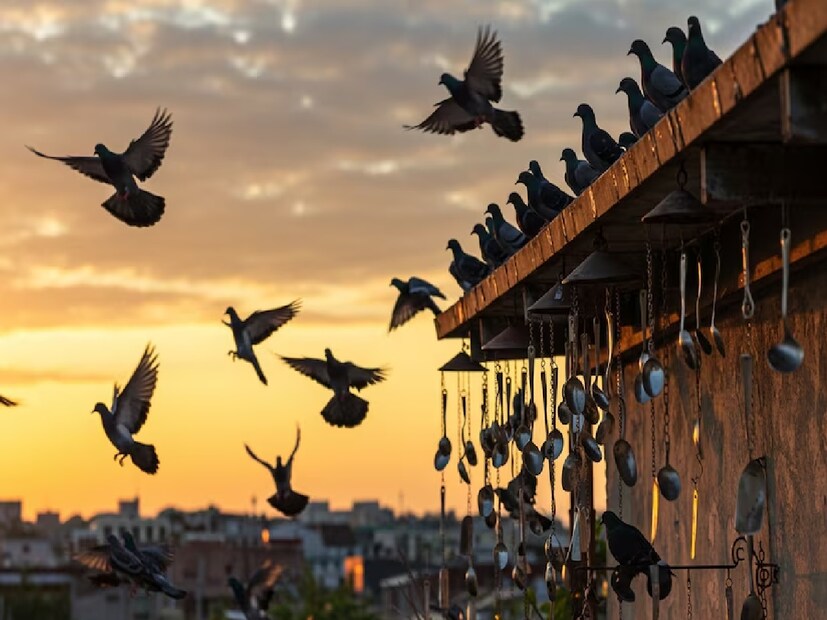 ২. লবঙ্গ, গোলমরিচের মতো তীব্র গন্ধ ব্যবহার করুনপ্রাকৃতিক তীব্র গন্ধ পায়রা তাড়াতে সাহায্য করে। বারান্দায় লবঙ্গ, গোলমরিচ, দারুচিনি বা ভিনেগারে ভেজানো তুলোর বল রেখে দিতে পারেন। পায়রা এই গন্ধের কাছে আসে না। কয়েক দিন পর নতুন করে দিতে হবে।