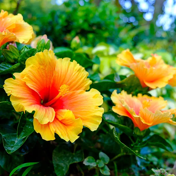 কিন্তু সত্যি হল, একটু সঠিক যত্ন এবং বিশেষ এক জল দিলে, জবা গাছটি কয়েকদিনের মধ্যেই আবারও প্রচুর পরিমাণে বৃদ্ধি পেতে পারে ম্যাজিকের মতো। এই প্রসঙ্গে প্রত্যন্ত গ্রামের এক সামান্য কৃষক, ভাগীরথ প্যাটেল ব্যাখ্যা করেন এক দারুণ রেমেডি।