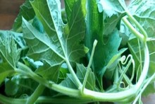 সুগার-কোলেস্টেরলের যম, বাজারে হয়তো তাকিয়েও দেখেন না লাউ শাক, উপকার জানলে এখনই কিনতে ছুটবেন