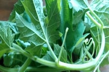 Lau Shaak: সুগার-কোলেস্টেরলের যম, বাজারে হয়তো তাকিয়েও দেখেন না লাউ শাক, উপকার জানলে এখনই কিনতে ছুটবেন!