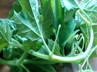 সুগার-কোলেস্টেরলের যম, বাজারে হয়তো তাকিয়েও দেখেন না লাউ শাক, উপকার জানলে এখনই কিনতে ছুটবেন