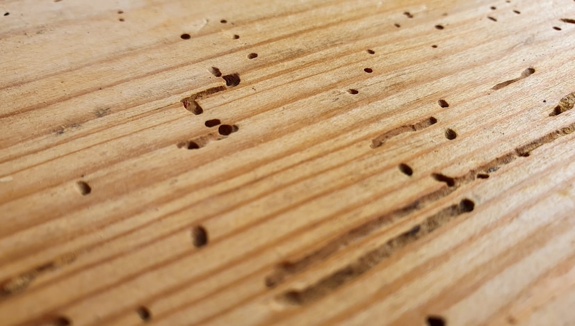 বন এবং অন্যান্য প্রাকৃতিক পরিবেশে, উইপোকা উপকারী, পোকামাকড়, কাঠের ধ্বংসাবশেষ, যেমন মৃত গাছ পুনর্ব্যবহার করে এই প্রাণীটি মাটিতে পুষ্টি ফিরিয়ে দেয়। কিন্তু যখন তারা আমাদের ঘরবাড়ি আক্রমণ করে, তখন গল্পটি অন্য। এই প্রসঙ্গে ক্লেমসন বিশ্ববিদ্যালয়ের এমেরিটাস এবং এক্সটেনশন কীটতত্ত্ববিদ, পিএইচডি, এরিক বেনসন বলেন, 