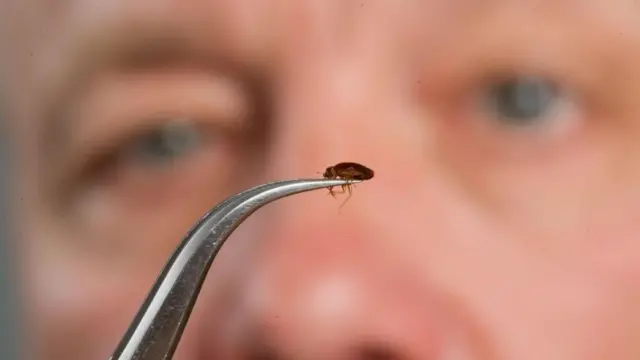 ছারপোকা তাড়াতে ন্যাপথলিনও অত্যন্ত কার্যকারী হতে পারে। মাসে দু’বার ন্যাপথলিন গুঁড়ো করে বাড়ির সেই সমস্ত জায়গায় ছিটিয়ে দিন যেখানে ছারপোকার উপদ্রব সবচেয়ে বেশি।