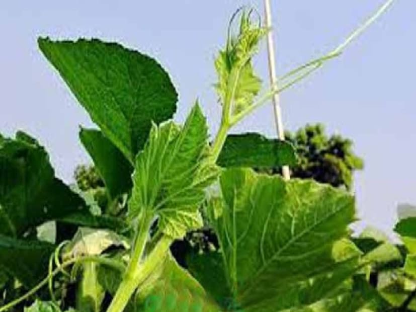 পেটের সংক্রমণ, জন্ডিস, পেটখারাপ,হজমের সমস্যা এসব লেগেই থাকে। আর এই সব সমস্যার সমাধানে এবং পেট ঠাণ্ডা রাখতে হালকা খাবার খাওয়াই সবচেয়ে বেশি উপকারী।